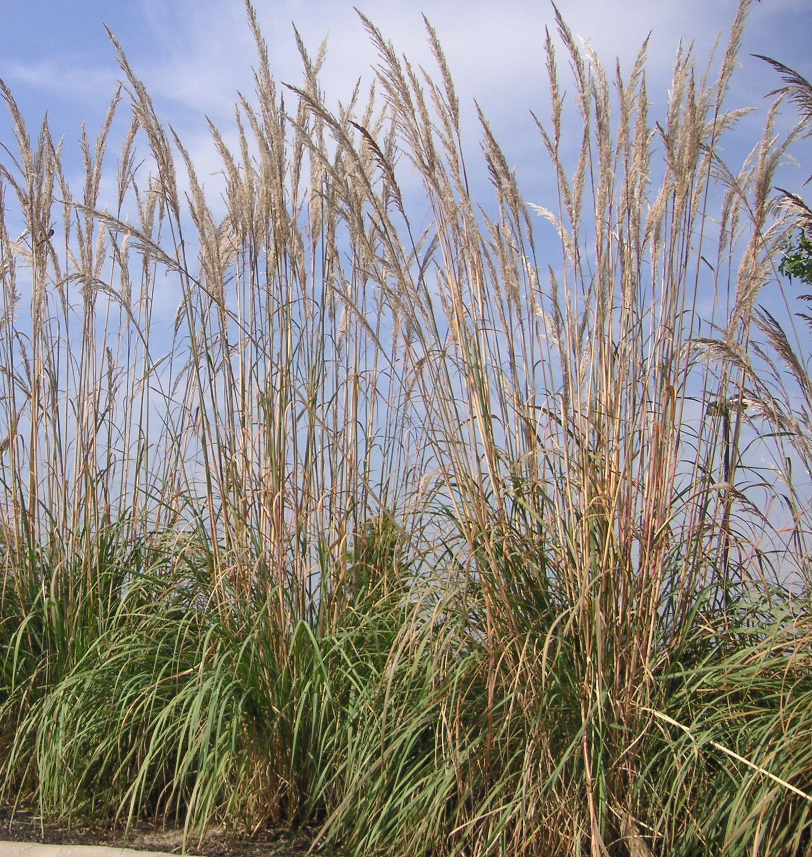 Northern Pampas Grass Natorp's Online Plant Store